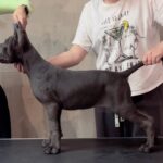 buy a cane corso puppy