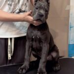 Cane Corso puppy from the breeder