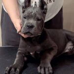 cane Corso puppy from the kennel