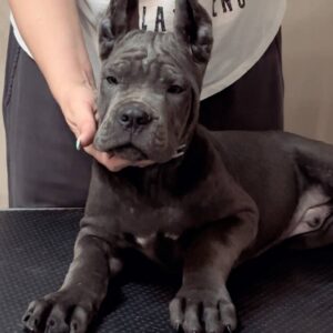 cane Corso puppy from the kennel