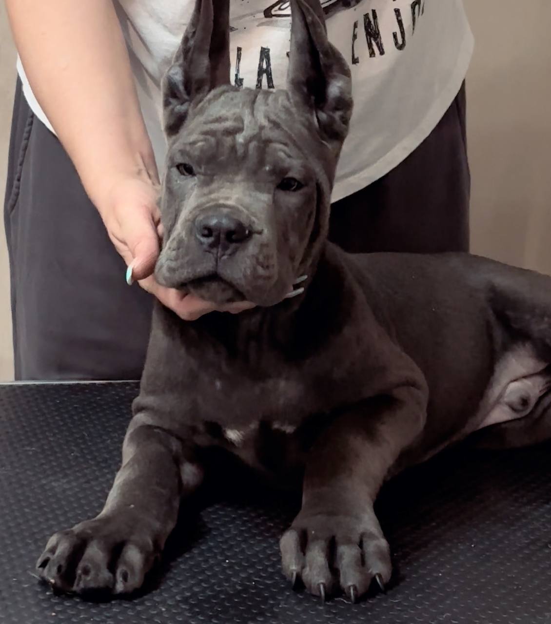 cane Corso puppy from the kennel