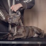 итальянский кане корсо купить в Москве