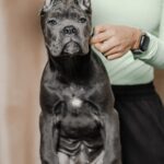 Кане корсо щенок кобель