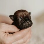 купить щенка чунцин