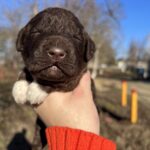 лаготто романьоло собака описание
