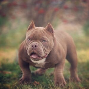 Ozzi Red Buffalo