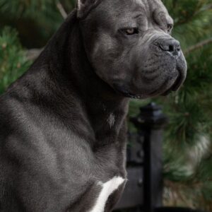 Ragnar Dei Elite Branco