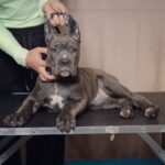 Щенок девочка Кане Корсо