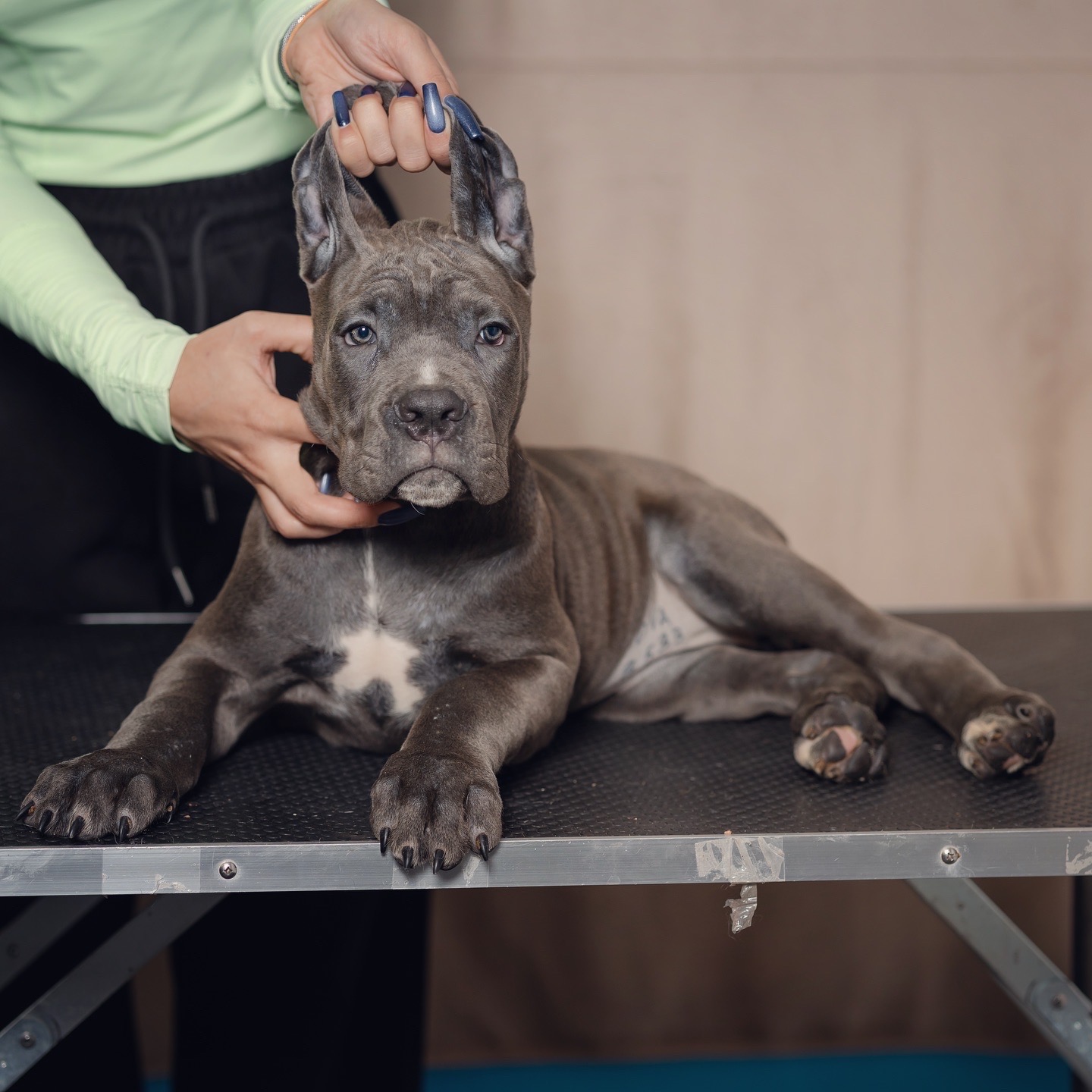 Щенок девочка Кане Корсо
