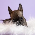 собака китайский чунцин фотосессия