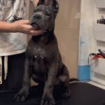 The cane corso puppy