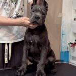 the Cane Corso puppy is gray in color